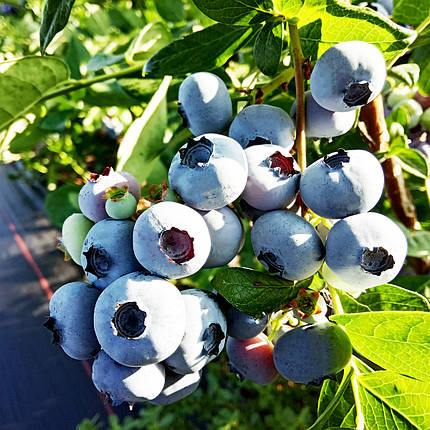 Саджанці лохини Торо / 2 роки / Vaccinium corymbosum Toro, фото 2