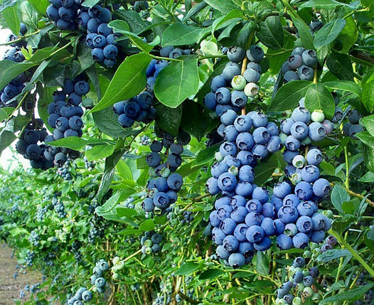 Саджанці лохини Торо / 2 роки / Vaccinium corymbosum Toro, фото 2