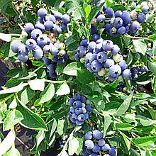 Лохина Блюголд / 2 роки / Vaccinium corymbosum Bluegold