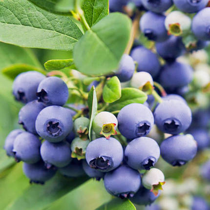 Саджанці лохини Спартан / 2 роки / Vaccinium corymbosum Spartan, фото 2