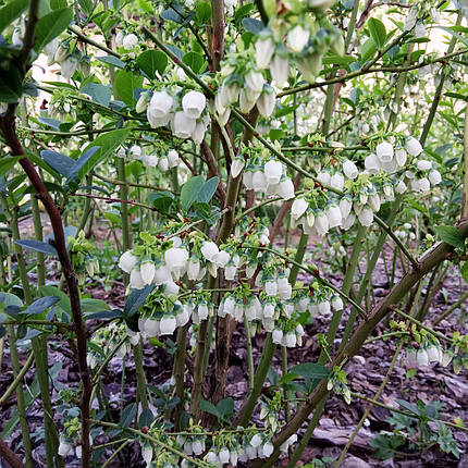 Саджанці лохини Спартан / 2 роки / Vaccinium corymbosum Spartan, фото 2