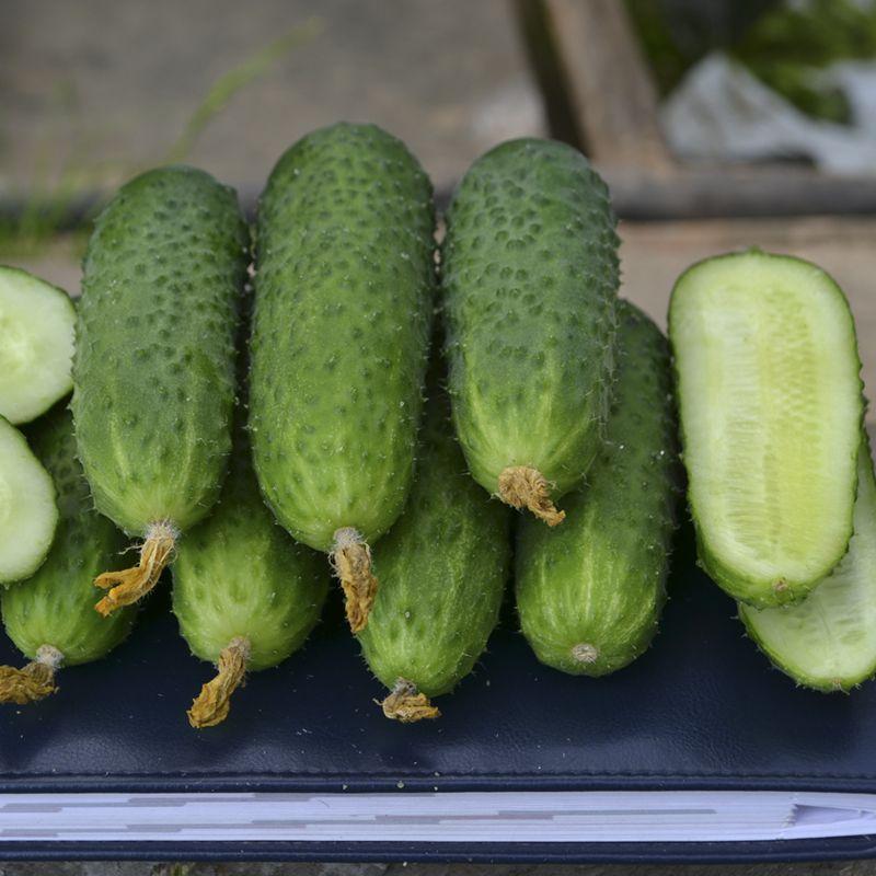 Насіння огірка Унікум F1, 1000 насінин — партенокарпічний огірок, Lark Seeds, дійсний до 10.20, УЦІНКА