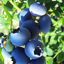 Лохина Елізабет / 3 роки / Vaccinium corymbosum Elizabeth