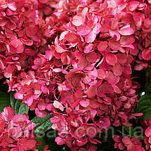 Гортензія волотиста Бонфаєр / С3 / Hydrangea Bonfire, фото 3