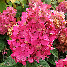 Гортензія волотиста Бонфаєр / С3 / Hydrangea Bonfire, фото 4