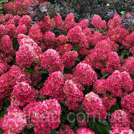 Гортензія волотиста Бонфаєр / С3 / Hydrangea Bonfire, фото 1