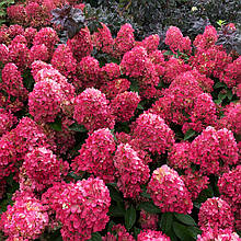 Гортензія волотиста Бонфаєр / С3 / Hydrangea Bonfire