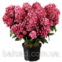 Гортензія волотиста Бонфаєр / С3 / Hydrangea Bonfire, фото 5