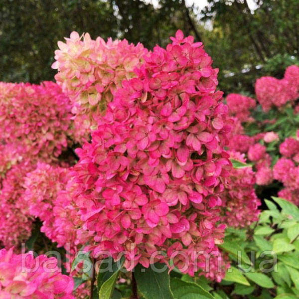 Гортензія волотиста Петіт Флорі / С3 / Hydrangea Petite Flori