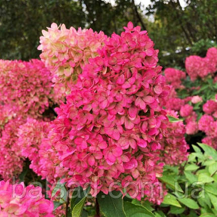 Гортензія волотиста Петіт Флорі / С3 / Hydrangea Petite Flori, фото 1