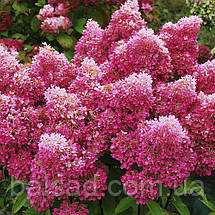 Гортензія волотиста Петіт Флорі / С3 / Hydrangea Petite Flori, фото 4
