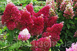 Гортензія волотиста Петіт Флорі / С3 / Hydrangea Petite Flori, фото 5