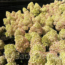 Гортензія волотиста Петіт Флорі / С3 / Hydrangea Petite Flori, фото 3
