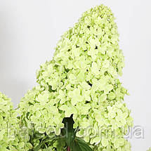 Гортензія волотиста Петіт Флорі / С3 / Hydrangea Petite Flori, фото 6