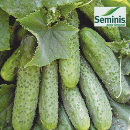 Насіння огірка Монісія F1 (Seminis), 1000 насіння — ранній, дійсний до 01.19, УЦІНКА, фото 1