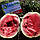 Насіння кавуна Кримсон Світ (Innova Seeds), 100 насінин - скоростиглий, середньоранній сорт з округлими смугастими плодами, фото 3