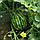 Насіння кавуна Кримсон Світ (Innova Seeds), 100 насінин - скоростиглий, середньоранній сорт з округлими смугастими плодами, фото 4