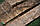 Шпон корінь горіх американський 0,6 мм - Logs, фото 6