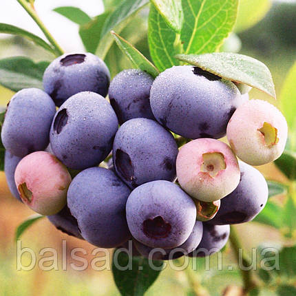 Лохина Нельсон / 2 роки / Vaccinium corymbosum Nelson, фото 2