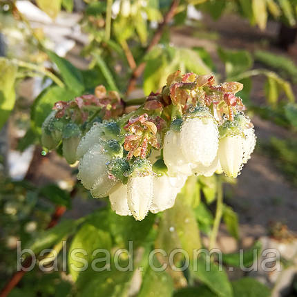 Лохина Нельсон / 2 роки / Vaccinium corymbosum Nelson, фото 2