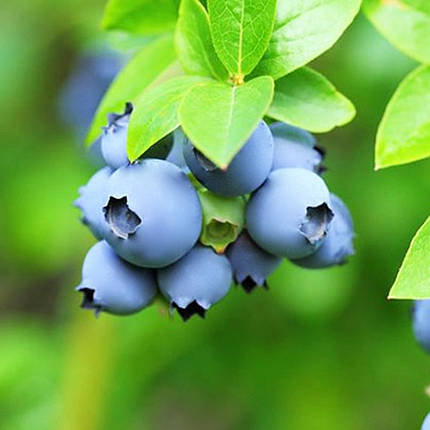 Саджанці лохини Блюрей / 2 роки / Vaccinium corymbosum Bluray, фото 2