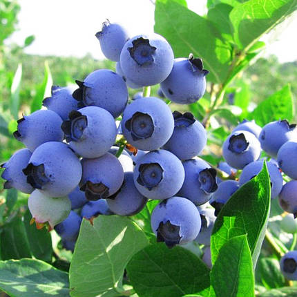 Саджанці лохини Блюрей / 2 роки / Vaccinium corymbosum Bluray, фото 2