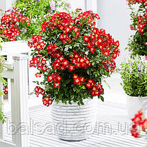 Троянда поліантова Еверглоу Рубі / Rosa Everglow Ruby, фото 3
