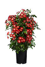 Троянда поліантова Еверглоу Рубі / Rosa Everglow Ruby, фото 5
