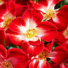 Троянда поліантова Еверглоу Рубі / Rosa Everglow Ruby, фото 7