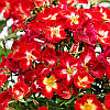 Троянда поліантова Еверглоу Рубі / Rosa Everglow Ruby, фото 8