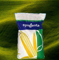 Насіння кукурудзи СІ Фортаго, ФАО 260, Syngenta