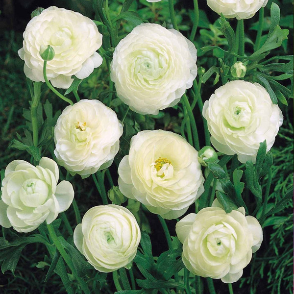 Лютик Ranunculus Tomer White - фото 2 - id-p1744338764