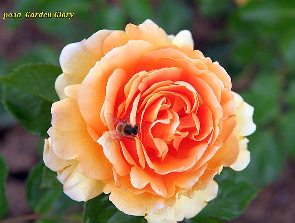 Троянда Garden Glory (Гарден Глорі)