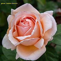 Троянда Antico Аmore (Антико Амур)
