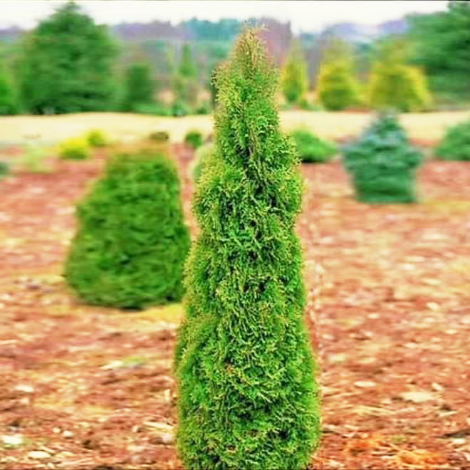 Саджанці Туї західної Дегрут Спайр (Thuja occidentalis Degroot Spire) Р9