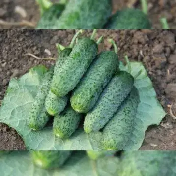 Насіння огірка Джокер F1, 250 насінин — партенокарпічний огірок, Lucky Seed, фото 1