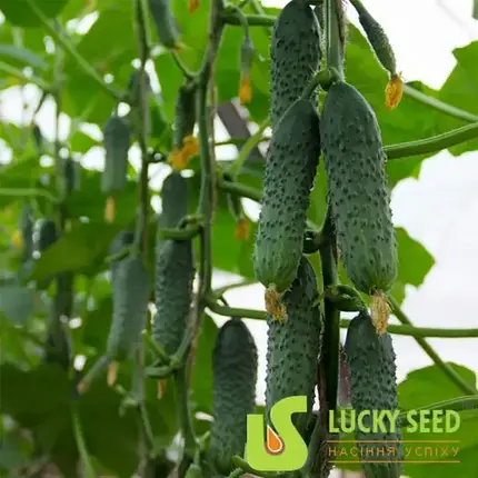 Насіння огірка Міміно F1, 1000 насінин — партенокарпічний огірок, Lucky Seed, фото 1