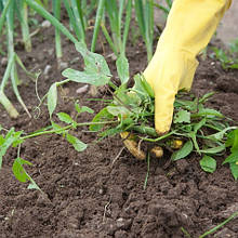 Гербіциди (засоби боротьби з бур'янами)
