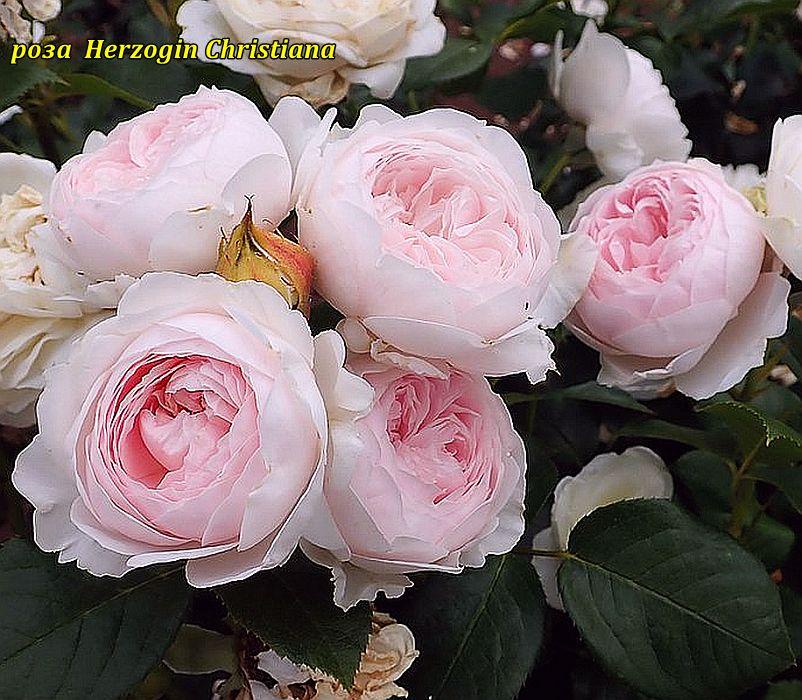 Троянда Herzogin Christiana (Герцогиня Крістіана), фото 1