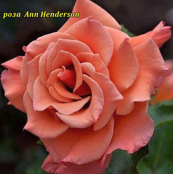 Троянда Ann Henderson (Енн Хендерсон) гор3л флорибунда