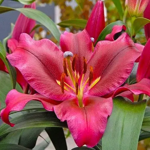 Лілія ОТ-гібрид Palazzo 22/24