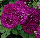 Троянда Твайлайт Зоун. Грандіфлора., фото 3