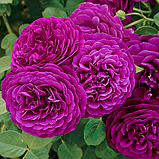 Троянда Твайлайт Зоун. Грандіфлора., фото 2