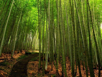 Фотошпалери "Бамбуковий ліс" - Будь-який розмір! Читаємо опис!