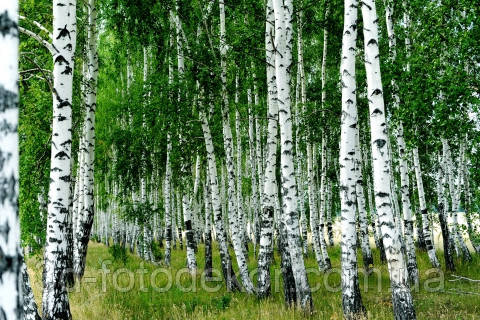 Фотошпалери "Берізки" - Будь-який розмір! Читаємо опис!
