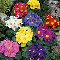 Насіння професійне Примула безстеб. Данова Метеор F1 Мікс -10 шт Sungenta