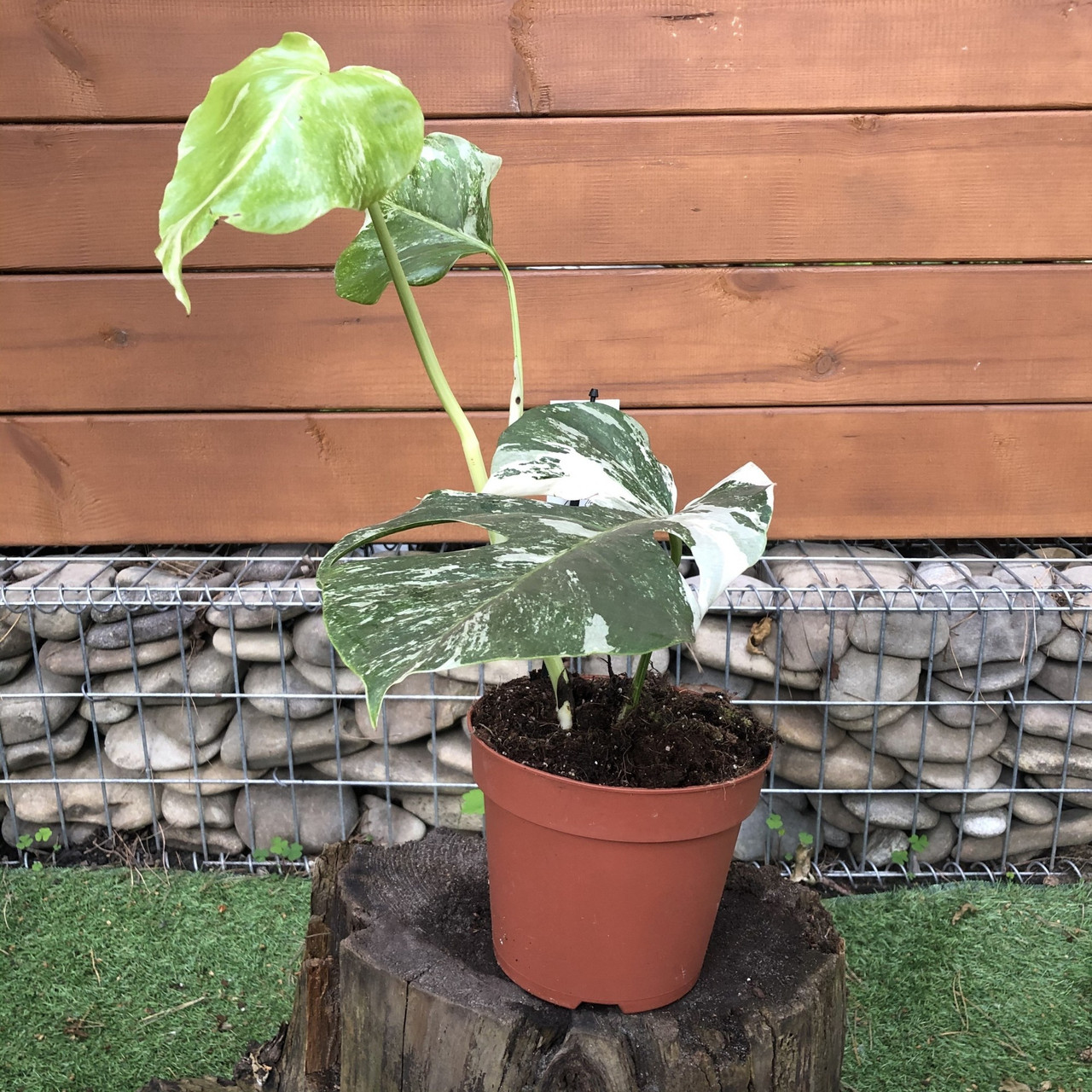 Monstera Deliciosa variegatum Монстера вариегатна Rovinsky Garden 40-5 ...