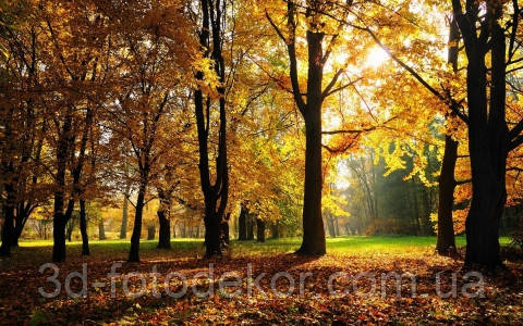 Фотошпалери "Осінь в парку" - Будь-який розмір! Читаємо опис!