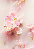 Подарунковий набір  Rituals The Ritual Of Sakura Small Gift Set, фото 8