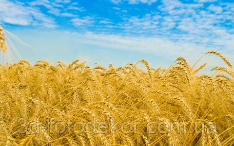 Фотошпалери "Пшениця" - Будь-який розмір! Читаємо опис!